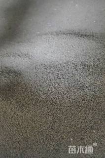 剪秋罗种子剪秋罗种子