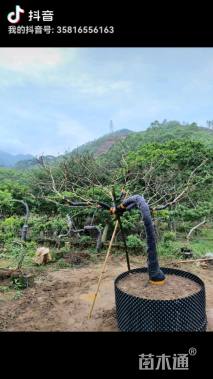 12公分红果冬青