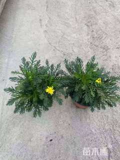 高度30厘米黄金菊