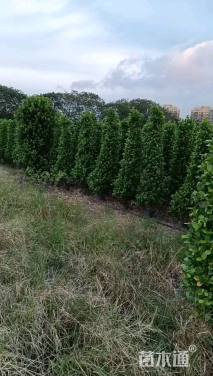 高度200厘米造型火山榕