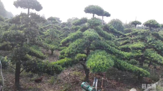 造型罗汉松