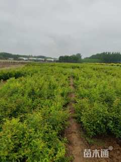 高度50厘米黄刺玫