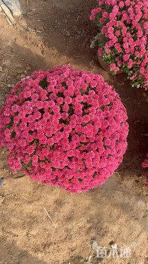 高度25厘米球菊