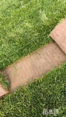 草块状早熟禾草