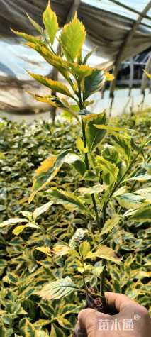 高度25厘米花叶假连翘