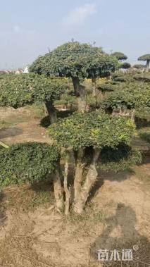 19公分白蜡
