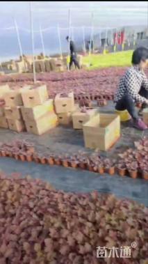 高度35厘米矾根