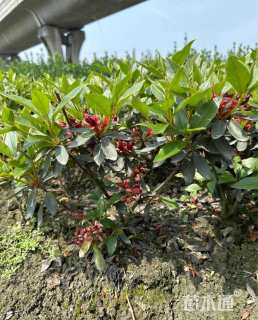 高度35厘米杜鹃