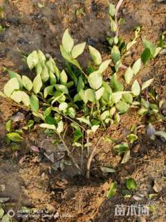 冠幅30厘米金森女贞球