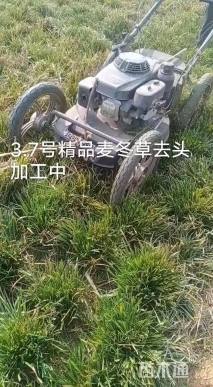 高度8厘米玉龙草