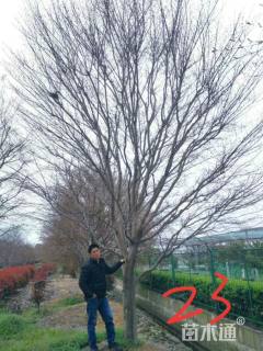 24公分鸡爪槭