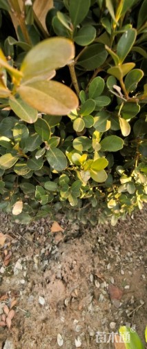 冠幅100厘米瓜子黄杨球