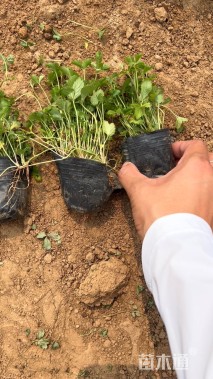 高度10厘米蛇莓