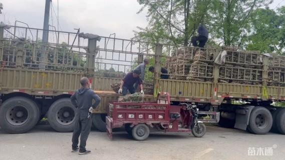 高度40厘米金边吊兰