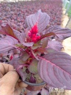 高度25厘米一支笔