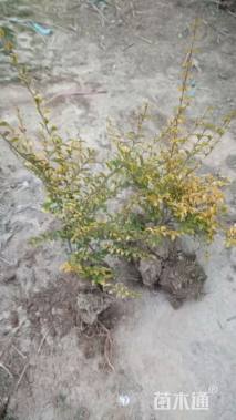 冠幅120厘米无刺枸骨球