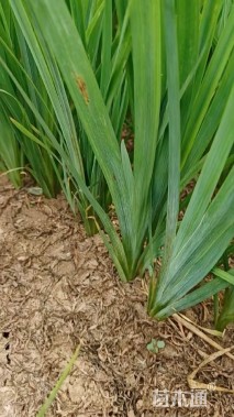 高度25厘米鸢尾