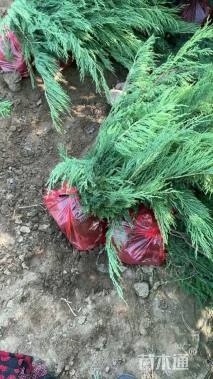 高度50厘米沙地柏