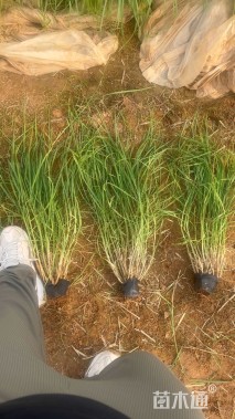 高度50厘米芦苇