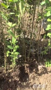 高度45厘米小叶女贞