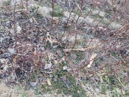 高度70厘米酸枣