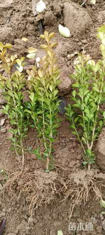 高度25厘米高山黄杨