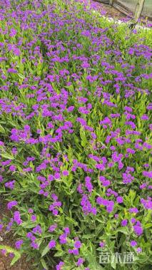 高度30厘米马鞭草