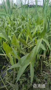 高度50厘米慈姑