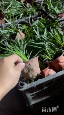 高度10厘米蛇鞭菊