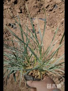 高度10厘米沿阶草