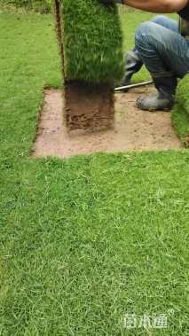 草卷状马尼拉草