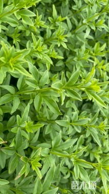 高度25厘米迎春花