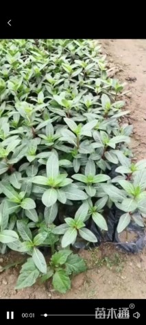 高度20厘米长春花