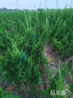 高度100厘米龙柏