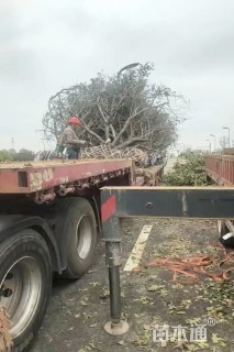 20公分八棱海棠