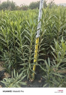 高度120厘米夹竹桃