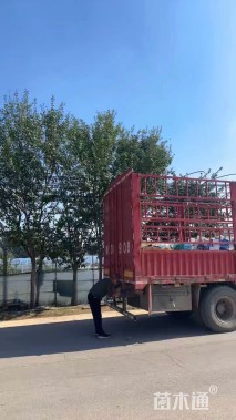 高度30厘米深蓝鼠尾草