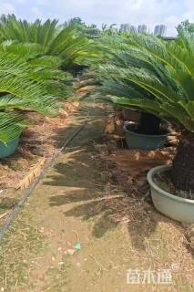 裸干高40厘米苏铁