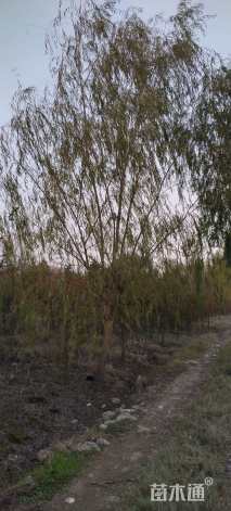12公分垂柳