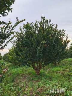 高度400厘米丛生紫薇