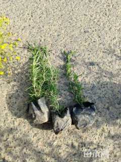 高度15厘米迷迭香