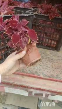 高度30厘米彩叶草