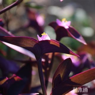 高度35厘米紫竹梅