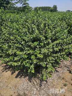 冠幅150厘米卫矛球