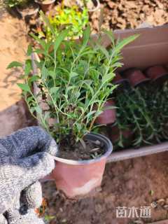 高度15厘米粉花绣线菊