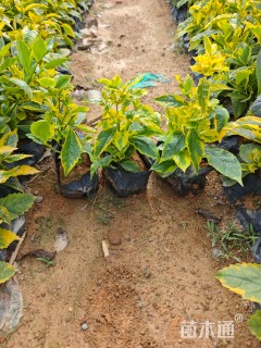 高度20厘米金边假连翘