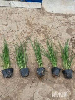 高度60厘米甘草