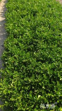 高度25厘米瓜子黄杨小苗