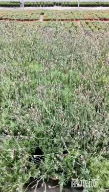 高度35厘米薰衣草