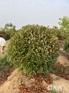 冠幅120厘米红叶石楠球